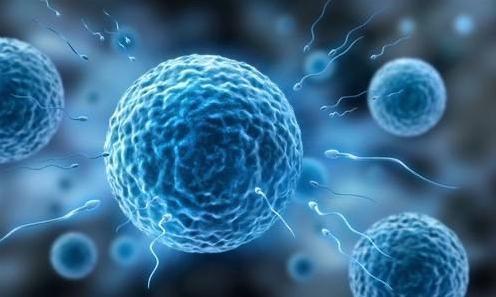 科學家發(fā)現(xiàn),卵子會偏愛某些人精細胞,這些人卻并不一定是伴侶